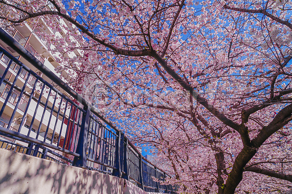 사람없음 JPG 포토 해외이미지 건물 벚꽃 벚나무 봄 요코하마 울타리 풍경(경치) 하늘 해외202309