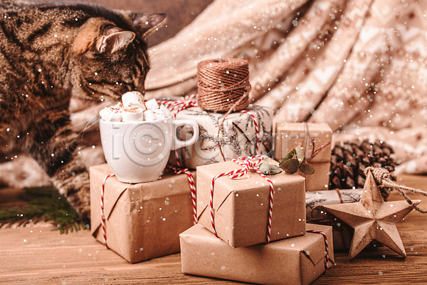사람없음 JPG 포토 해외이미지 갈색 고양이 눈내림 리본 마시멜로우 머그컵 베이지색 별 선물상자 실내 쌓기 오브젝트 코코아 크리스마스 크리스마스선물 한마리 해외202309