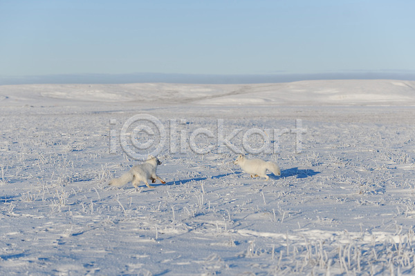 추위 사람없음 JPG 포토 해외이미지 두마리 북극 북극여우 설원 야생동물 장난 툰드라지방 해외202309
