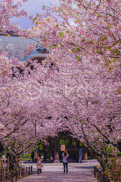 군중 JPG 포토 해외이미지 가마쿠라 건물 길 벚꽃 벚나무 봄 풍경(경치) 하늘 해외202309