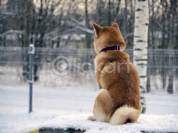 추위 사람없음 JPG 포토 해외이미지 강아지 겨울 나무 목줄 설원 시바견 야외 울타리 해외202309
