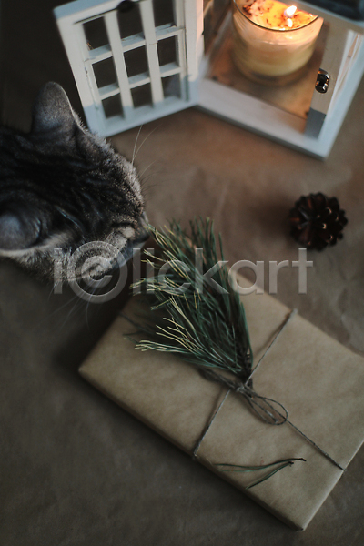 분위기 사람없음 JPG 포토 해외이미지 겨울 고양이 나뭇가지 반려묘 선물 선물상자 소나무 솔방울 초 한마리 향기 향초