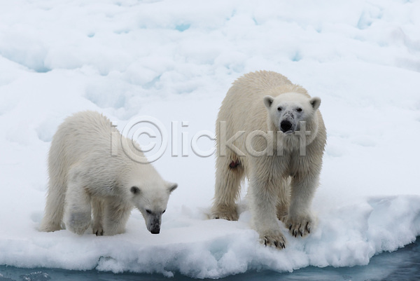 추위 사람없음 JPG 포토 해외이미지 겨울 눈(날씨) 두마리 북극 북극곰 빙하 야생동물 해외202309 흰색