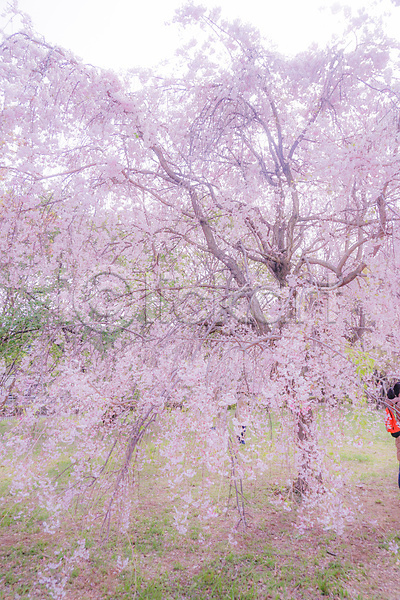 사람 JPG 포토 해외이미지 도쿄 벚꽃 벚나무 봄 풀잎 풍경(경치) 해외202309