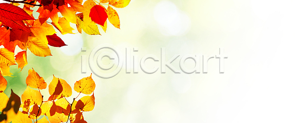 떨어짐 변화 활발 사람없음 JPG 포토 해외이미지 10월 11월 9월 가을 계절 공원 나무 내추럴 노란색 단풍 맑음 목재 백그라운드 보케 빛 빨간색 숲 식물 야외 오렌지 잎 자연 장면 정원 초록색 추수감사절 컬러 컬러풀 태양 패턴 풍경 할로윈 해외202309 해외포토 햇빛 호박 환경 황금