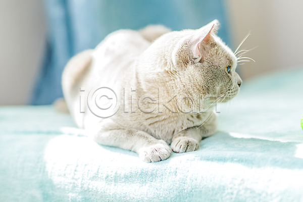 귀여움 사람없음 JPG 포토 해외이미지 고양이 천(직물) 커튼 파란색 해외202309