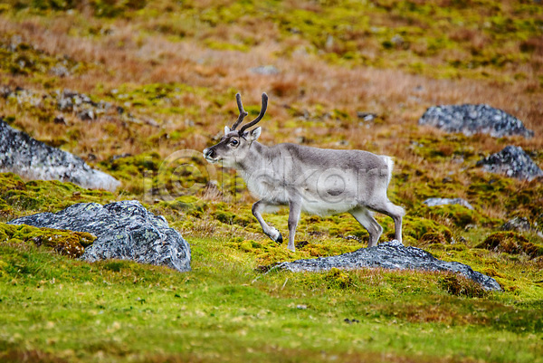 사람없음 JPG 포토 해외이미지 겨울 그린란드 내추럴 노르웨이 동물 백그라운드 북극 북쪽 뿔 사슴 순록 스칸디나비아 알래스카 야생동물 야외 여행 자연 파란색 포유류 핀란드 해외202309 흰색