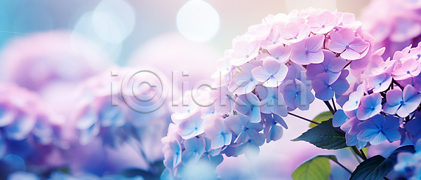 사람없음 JPG 편집이미지 백그라운드 보라색 보케 수국 여름꽃 잎 자연 파란색
