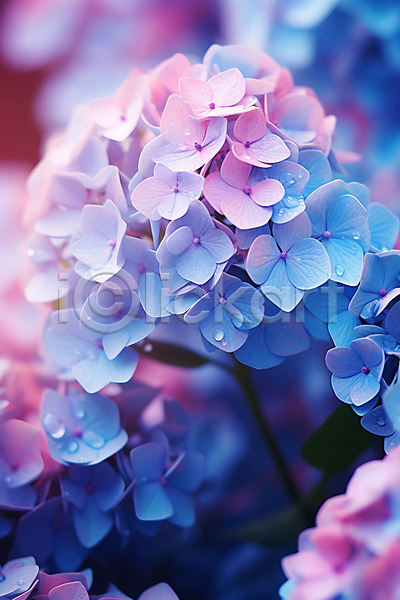 사람없음 JPG 편집이미지 백그라운드 보라색 수국 수분 여름꽃 자연 파란색