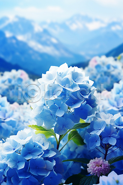사람없음 JPG 편집이미지 백그라운드 수국 여름꽃 잎 자연 파란색