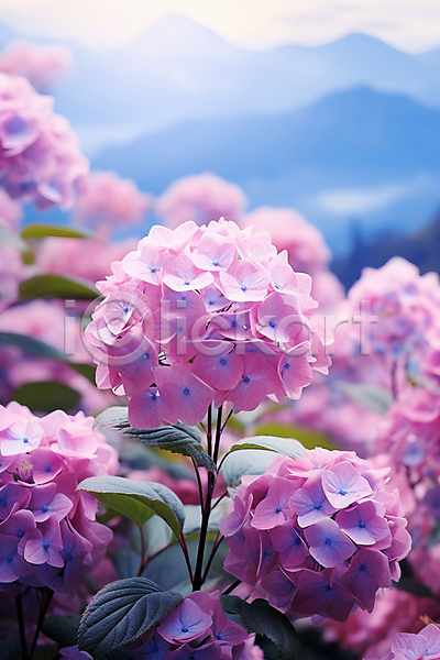 사람없음 JPG 편집이미지 백그라운드 분홍색 수국 여름꽃 잎 자연 파란색
