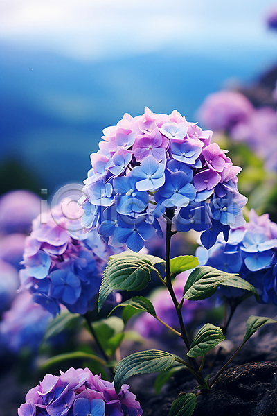 사람없음 JPG 편집이미지 백그라운드 보라색 수국 여름꽃 잎 자연 파란색