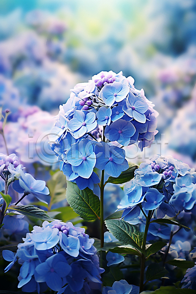 사람없음 JPG 편집이미지 백그라운드 보라색 수국 여름꽃 잎 자연 파란색