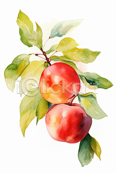 사람없음 JPG 일러스트 사과 수채화(물감) 열매 잎