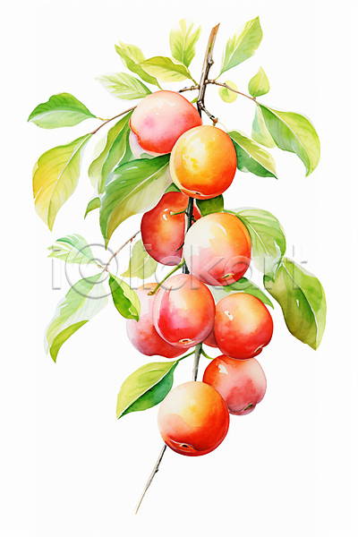 사람없음 JPG 일러스트 사과 수채화(물감) 열매 잎