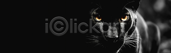 사람없음 JPG 디지털합성 편집이미지 검은색 동물 맹수 백그라운드 와이드컷 응시 카피스페이스 포유류 한마리 흑표범