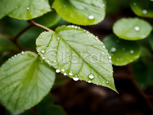사람없음 JPG 디지털합성 편집이미지 나뭇잎 물방울 에코 이슬 자연 초록색 친환경 편집소스