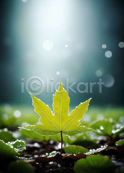 사람없음 JPG 디지털합성 편집이미지 나뭇잎 물방울 백그라운드 보케 빛망울 에코 이슬 자연 초록색 친환경 편집소스