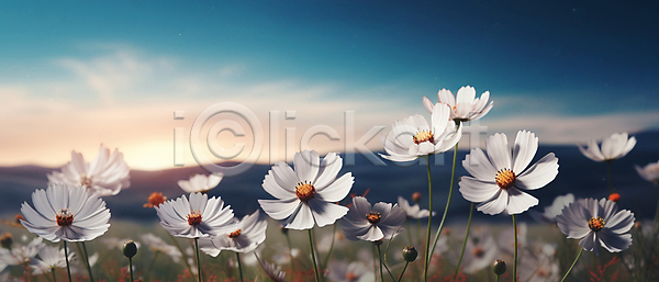 사람없음 JPG 편집이미지 가을꽃 꽃밭 자연 초원(자연) 코스모스(꽃) 풍경(경치) 흰색