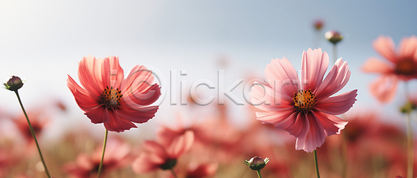 사람없음 JPG 편집이미지 가을꽃 꽃밭 분홍색 자연 초원(자연) 코스모스(꽃) 풍경(경치)
