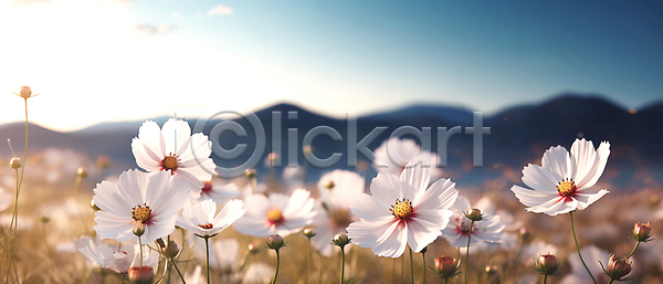 사람없음 JPG 편집이미지 가을꽃 꽃밭 자연 초원(자연) 코스모스(꽃) 풍경(경치) 하늘 흰색