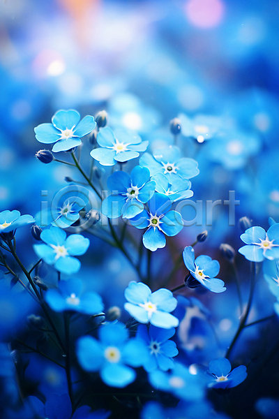 사람없음 JPG 아웃포커스 편집이미지 꽃밭 물망초 자연 파란색 풍경(경치)