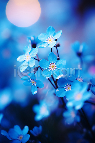 사람없음 JPG 아웃포커스 편집이미지 꽃밭 물망초 빛망울 자연 파란색 풍경(경치)
