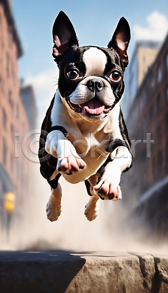 산책 즐거움 사람없음 JPG 디지털합성 편집이미지 강아지 거리 달리기 보스턴테리어 점프 한마리 흙먼지