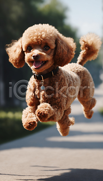 산책 즐거움 사람없음 JPG 디지털합성 편집이미지 강아지 거리 달리기 목줄 점프 푸들 한마리