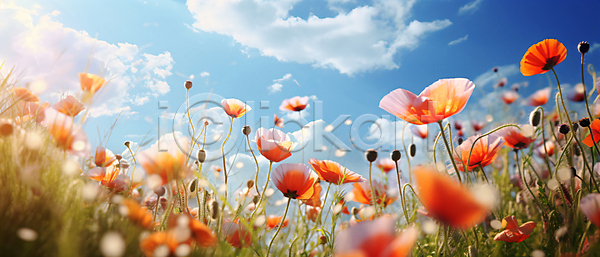 사람없음 JPG 편집이미지 구름(자연) 꽃 꽃밭 자연 코스모스(꽃) 풀(식물) 풍경(경치) 하늘 햇빛