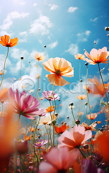 사람없음 JPG 편집이미지 구름(자연) 꽃 꽃밭 자연 코스모스(꽃) 풍경(경치) 하늘 햇빛