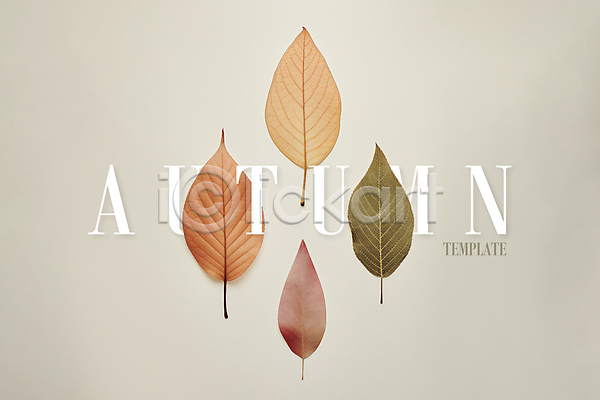 감성 사람없음 PSD 디지털합성 편집이미지 가을(계절) 나뭇잎 낙엽 단풍 미니멀 타이포그라피 편집소스 포스터