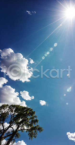 사람없음 JPG 편집이미지 구름(자연) 나무 맑음 백그라운드 자연 태양 파란색 풍경(경치) 하늘 햇빛