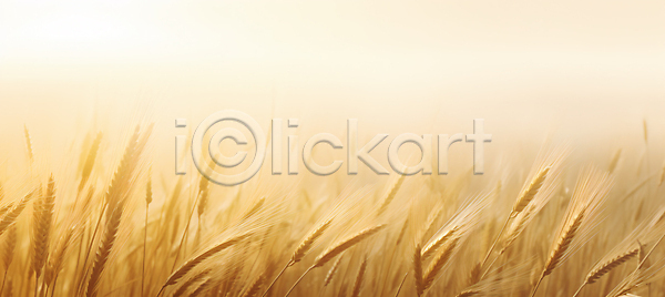 사람없음 JPG 편집이미지 가을(계절) 농경지 밀 밀밭 백그라운드 베이지색 이삭 추수 카피스페이스