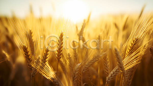 사람없음 JPG 편집이미지 가을(계절) 노란색 농경지 밀 밀밭 백그라운드 이삭 추수 햇빛