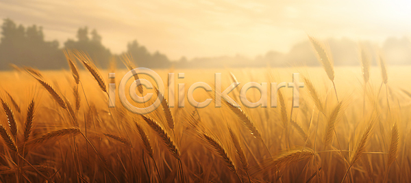 사람없음 JPG 편집이미지 가을(계절) 농경지 밀 밀밭 백그라운드 이삭 추수 햇빛