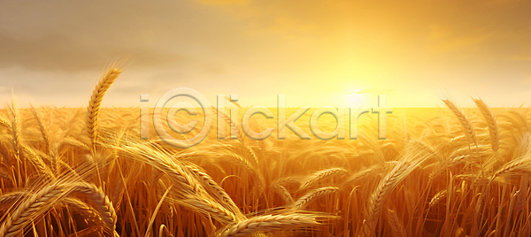 사람없음 JPG 편집이미지 가을(계절) 구름(자연) 노란색 농경지 밀 밀밭 백그라운드 이삭 일몰 추수 햇빛