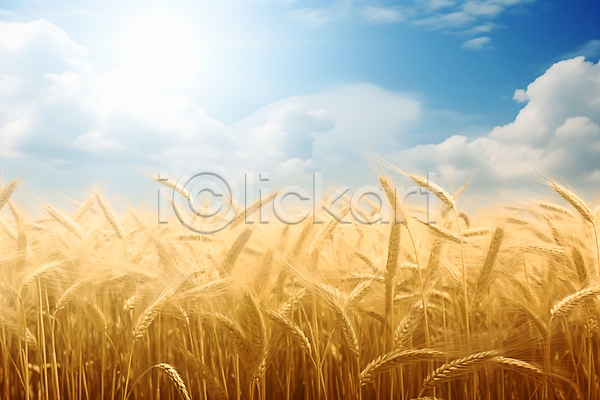 사람없음 JPG 편집이미지 가을(계절) 구름(자연) 농경지 밀 밀밭 백그라운드 이삭 추수 태양 하늘