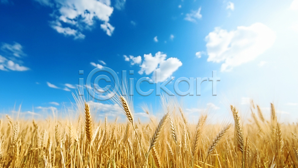 사람없음 JPG 편집이미지 가을(계절) 구름(자연) 농경지 맑음 밀 밀밭 백그라운드 이삭 추수 하늘