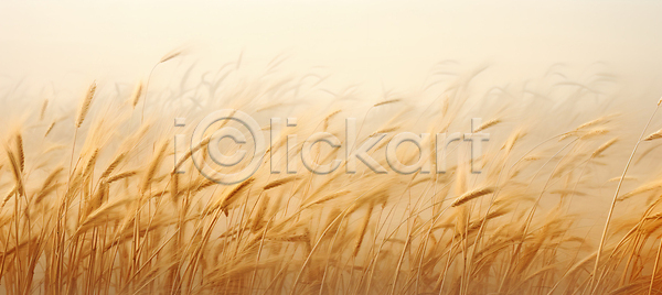 사람없음 JPG 편집이미지 가을(계절) 농경지 밀 밀밭 백그라운드 베이지색 이삭 추수
