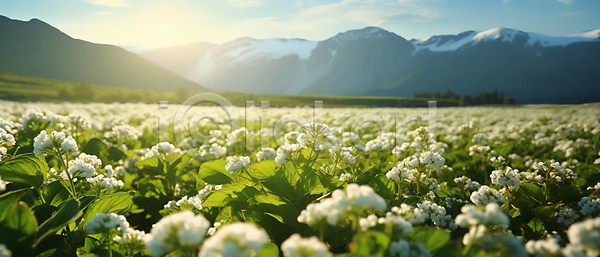 사람없음 JPG 편집이미지 구름(자연) 메밀꽃 메밀밭 산 야외 잎 자연 초록색 풍경(경치) 햇빛