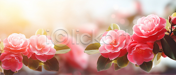 사람없음 JPG 편집이미지 꽃 동백 배너 분홍색 잎 자연 햇빛