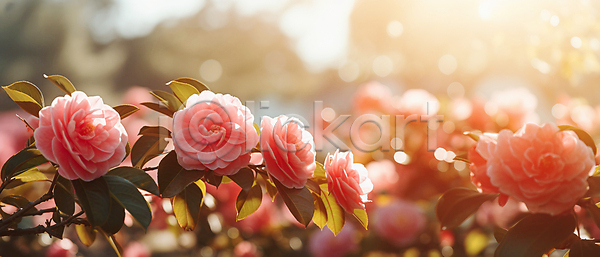 사람없음 JPG 편집이미지 꽃 동백 배너 보케 분홍색 빛망울 잎 자연 햇빛