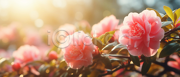 사람없음 JPG 편집이미지 꽃 동백 배너 보케 분홍색 빛망울 잎 자연 햇빛