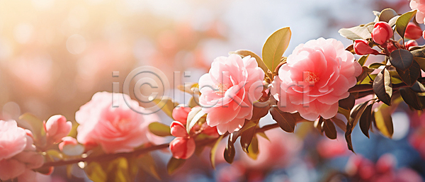 사람없음 JPG 편집이미지 꽃 꽃봉오리 동백 배너 분홍색 잎 자연 햇빛