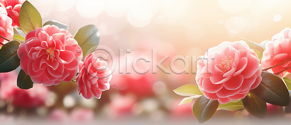 사람없음 JPG 편집이미지 꽃 꽃봉오리 동백 배너 보케 분홍색 빛망울 잎 자연 햇빛
