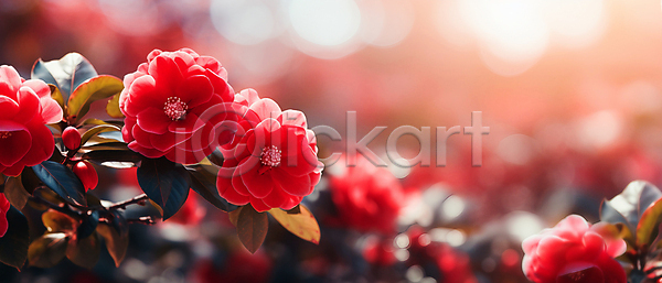 사람없음 JPG 편집이미지 꽃 꽃봉오리 동백 배너 빨간색 잎 자연 햇빛
