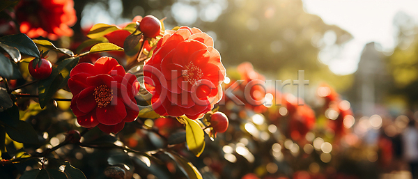 사람없음 JPG 편집이미지 꽃 꽃봉오리 동백 배너 블러효과 빨간색 잎 자연 햇빛