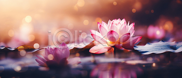 사람없음 JPG 편집이미지 보케 분홍색 빛망울 연꽃(꽃) 연못 연잎 자연 햇빛