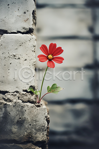 사람없음 JPG 디지털합성 편집이미지 개화 꽃 빨간색 시멘트 시멘트벽 회색